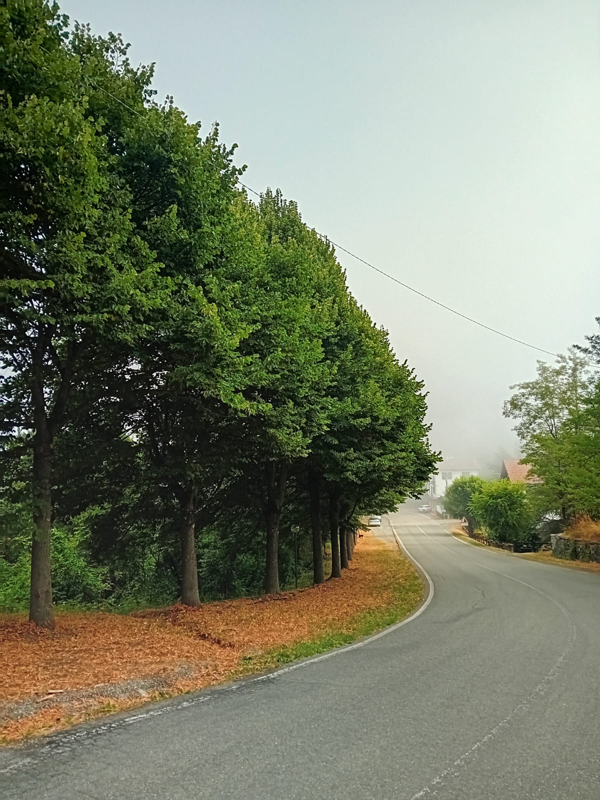 Piante adatte al verde in città