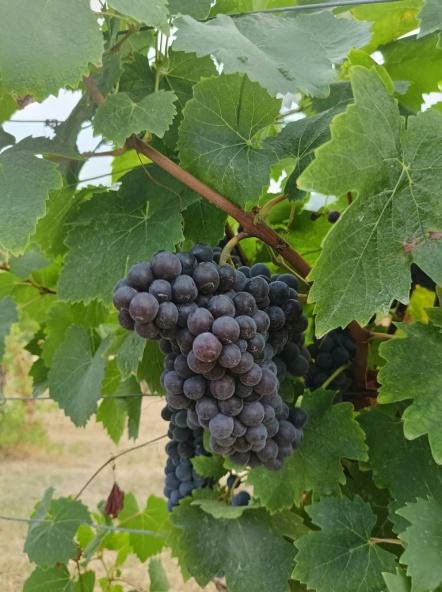 Vendemmia 2026: una panoramica generale in attesa della magia della vinificazione