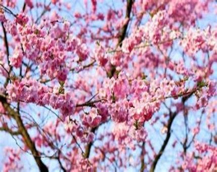 “Alberiamo Alessandria”: Al via la nuova edizione del progetto di forestazione urbana