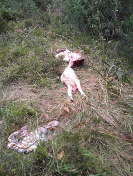 Lupi e animali sbranati