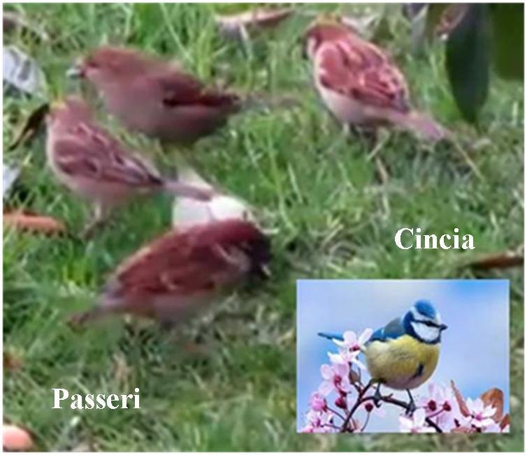 In Europa sono scomparsi milioni di piccoli uccelli. Di chi la colpa?